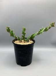 Image result for Corallocarpus poissonii