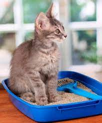 tierra de diatomeas precios sin competencia envio gratis cats smelling best cat litter cat litter