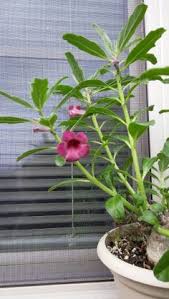 Image result for Pterodiscus aurantiacus