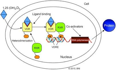 The VDR Signaling Pathway in the Nucleus, AI generated