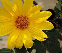 Girasol 01 Un Acercamiento A Esta Flor De Intenso Color Amarillo Flowers Plants Pathways