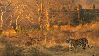Wild Royal Bengal Tiger at Ranthambore, AI generated