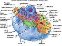 Cells And All Their Parts Cell Theory Cell Biology Biology
