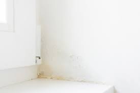 Was kann ich tun, wenn es schimmelt? Feuchtigkeit In Der Wand Was Ist Zu Tun Schimmel Entfernen