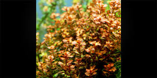 Image result for Ludwigia senegalensis