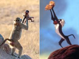 Baboon Holds Baby Just Like Famous Lion King Scene People Com