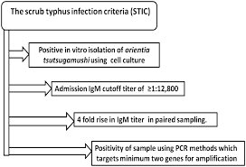 Diagnosis Of Scrub Typhus Recent Advancements And Challenges Springerlink