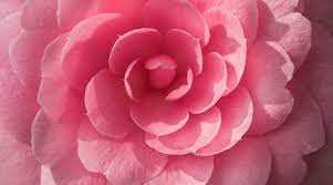 Camellia Varieties 17 Camellias You Ll Want In Your Garden