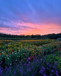 But first.. Can you believe this sunset? I'm in love 😍 The garden still  looks amazing, we will be open till September 29th, so don't miss your  opportunity to come and visit