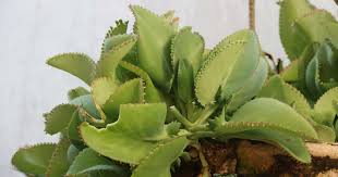 Khám phá ý nghĩa đích thực và màu sắc rực rỡ của Kalanchoe: hướng dẫn đầy đủ