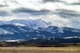 Image result for Harungana montana