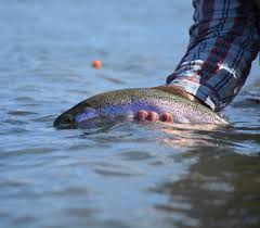 Check spelling or type a new query. Fishing The Yakima River Best Fishing In America