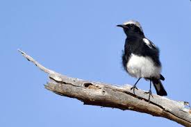 Image result for Clutia monticola