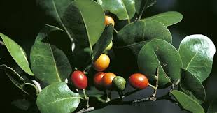 Image result for Peraceae