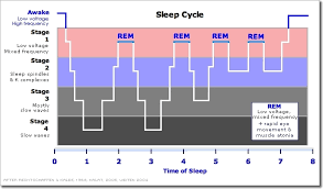 Understanding Sleep For Optimal Recovery Productivity By