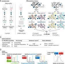 Can i change reporting schedule anytime? Phospho Itraq Data Article Assessing Isobaric Labels For The Large Scale Study Of Phosphopeptide Stoichiometry Sciencedirect