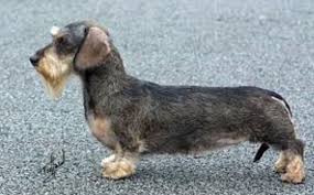 Black And Tan Wire Haired Dachshund Puppy Wirehair Dachshund Wild Boar Color Miniature Wire Haired Dachshund Wire Haired Dachshund Dachshund Breed