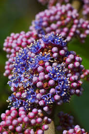 Image result for Memecylon sp. C