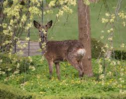 Hi, schnecken sind dieses jahr kaum ein problem in meinem garten. Reh Im Garten Foto Bild Tiere Wildlife Saugetiere Bilder Auf Fotocommunity