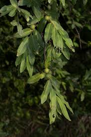 Image result for Diospyros mespiliformis
