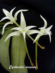 Image result for Cyrtorchis arcuata