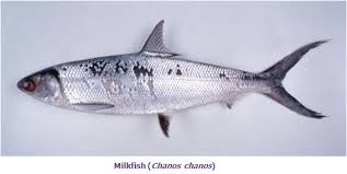 Action + adventure, short films. Fisheries Sea Fishes