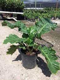 Alocasia Low Rider Elephant Ears From Plant Life Farms Plants Alocasia Plant Elephant Ears