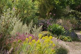 Pflanzen Mit Silbernem Laub Sind In Kiesgarten Gut Aufgehoben Da Sie Aus Heissen Regionen Stammen Die Im Sommer Schutz Fur Die Pfla Kiesgarten Pflanzen Garten