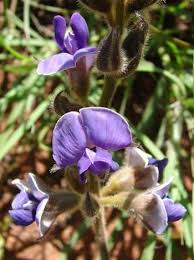 Image result for Neorautanenia mitis