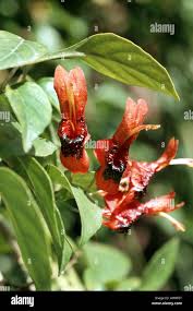 Image result for Ruttya fruticosa