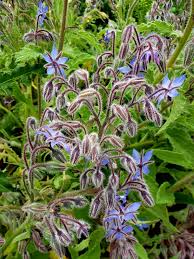 Image result for Boraginaceae