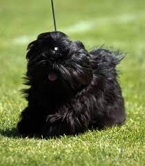 Black Shih Tzu Puppy Photo Amanda Nordin Hundfoto Black Shih Tzu Shih Tzu Shih Tzu Puppy