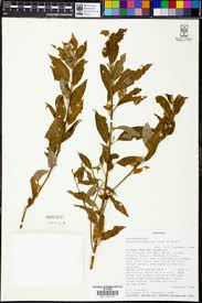 Image result for Clutia