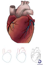 Comment Dessiner Un Coeur Humain Comment Dessiner Un Coeur Dessin Coeur Coeur Humain Dessin