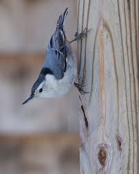 Birds That Lay Eggs On The Ground Ontario Nuthatches Are Noisy Little Birds That Go Headfirst Down Trees Nuthatch Beautiful Birds Little Birds