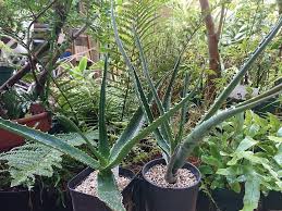 botanicallifeさんの投稿 アロエ バイネシー アロエ バイネシー バーバラエ アロエ バイネシー アロエ バーベラエ アロエ バオンベ バルコニー ベランダ 植物栽培 庭 ガーデニング 庭 づくり