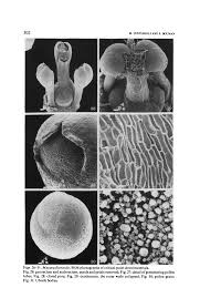 Image result for Mayaca baumii