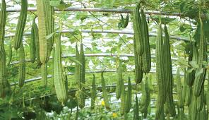 Incognita is found worldwide in tropical and subtropical regions, in particular in the warmer areas. How To Grow Luffa Gourds Loofa Plant For Pleasure And Profit Hobby Farms