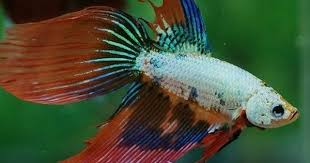 Here A Long List Types Of Bettafish In The World Bettafish Typesofbettafish Betta Fish Types Betta Betta Fish