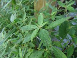 Image result for Acalypha glabrata