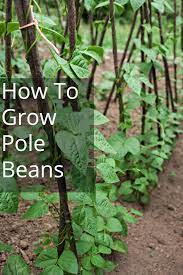 How To Grow Pole Beans Pole Beans Beans Growing