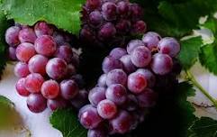 Free Tasting - Clean Wines and NA beverages