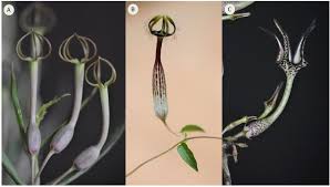 Image result for Ceropegia simplex