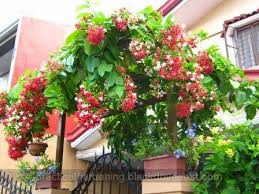 Rangoon Creeper Quisqualis Indica Growing In An Arch Or Arbor Part 3 Practical Gardening Creepers Flowering Vines Garden Containers