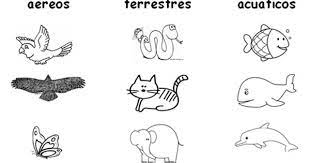 Clasificacion De Animales Fichas De Animales Caracteristicas De Los Animales