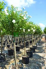 Rose of sharon, Shrub althea white chiffon half tige