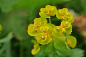 Image result for Euphorbia neopolycnemoides