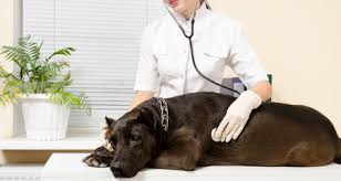 If puppies contract the disease, it can be weeks before they have recovered enough to move to a new home. Signs Of Parvo In Dogs 5 Parvo Myths Debunked Petcoach