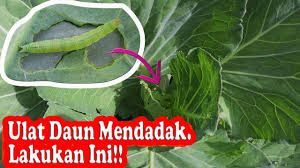 Gambar tanaman kumis kucing dan manfaatnya. Pengendalian Ulat Daun Kubis Plutella Xylostella Tumpangsari Kubis Rotasi Tanaman Youtube
