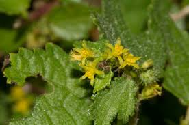 Image result for Triumfetta